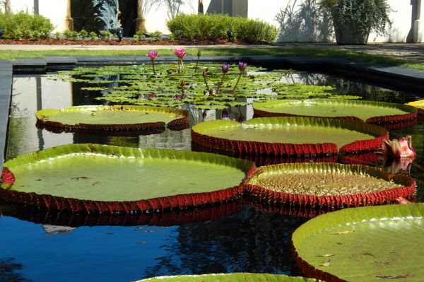 Lily pads on pond at birmingham-botanical-gardens