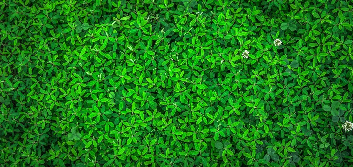 Image of green leaves