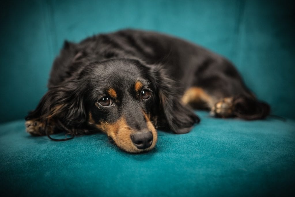 Image by Stocksnap of a black and tan dog lying on a blue sofa for What's On in Birmingham. 